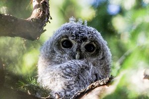 Portalo lrytas.lt fotografas Vilniaus Vingio parke užfiksavo ypatingo grožio paukštį