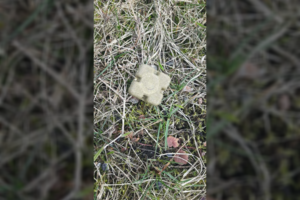 Įsižiūrėkite ir jokiu būdu nelieskite tai pamatę gamtoje