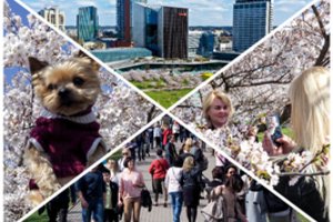 Šventinį savaitgalį sostinėje – džiaugsmas dėl žiedais apsipylusių sakurų