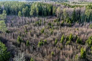 Miškininkai naikins miškagraužius – bus purškiami 2,5 tūkst. ha plotai