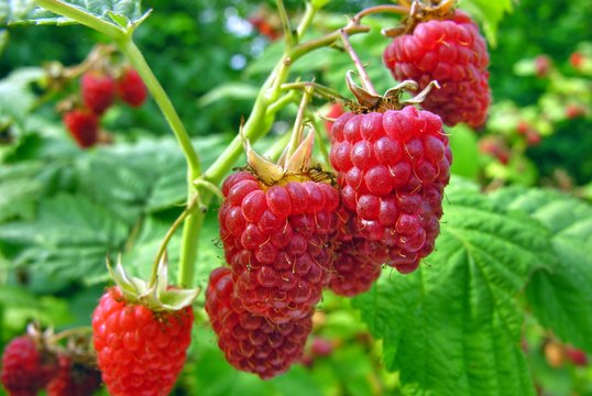 Avietės: ką reikia žinoti, kad jų derliumi mėgautumėtės ilgus metus