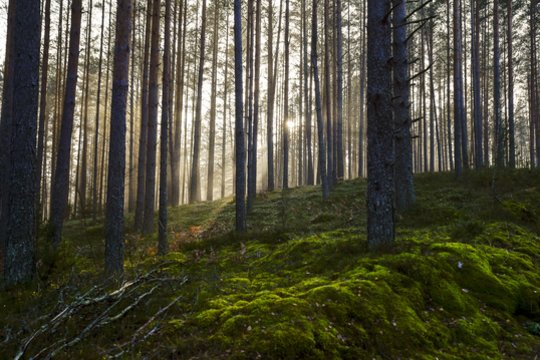 Šiurpą keliantis radinys Šakių r.: vyras pastebėjo ant medžio šakos pakartą šunį