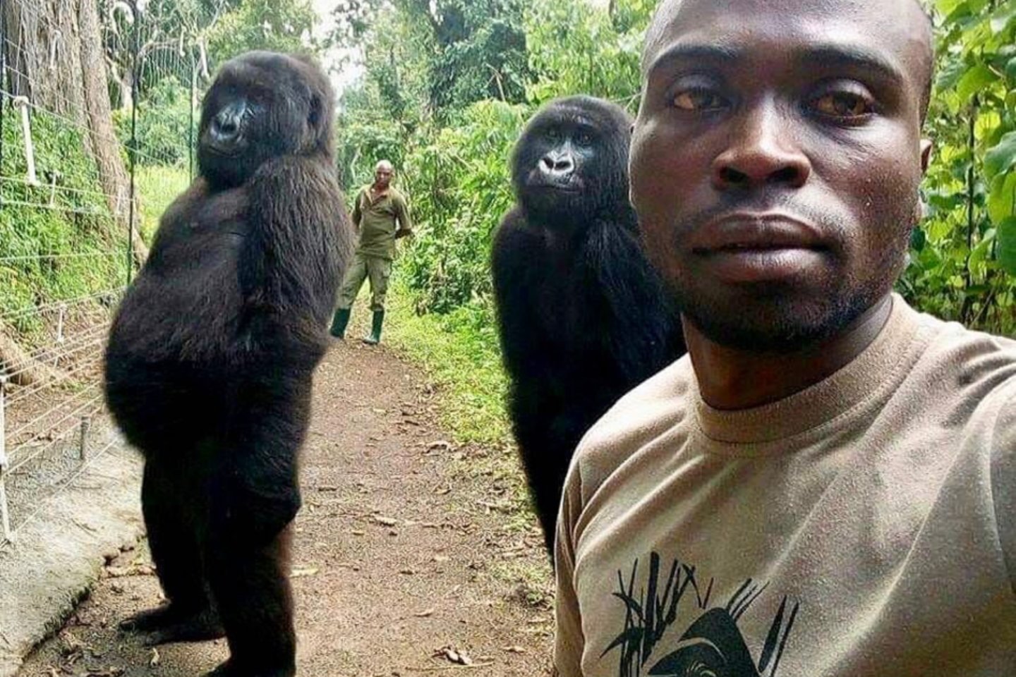  ​Dvi gorilos nusprendė papozuoti kartu su Virungos nacionalinio parko darbuotoju, kuris norėjo su gyvūnais pasidaryti asmenukę.<br> Instagram nuotr.
