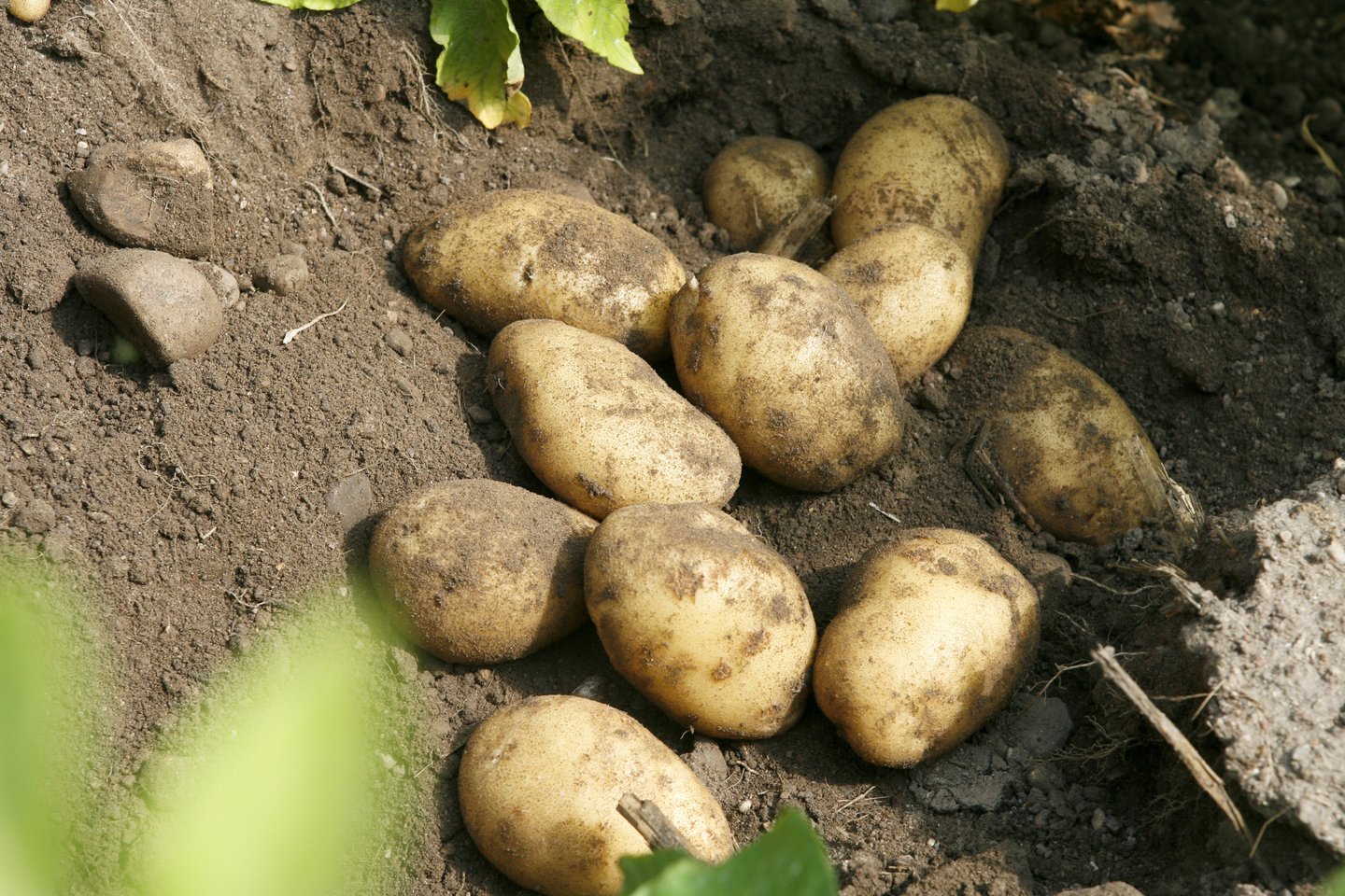 Siekiant užtikrinti, kad Lietuvoje būtų prekiaujama tik sveikomis bulvėmis ir užkirsti kelią bulvių ligoms Valstybinė augalininkystės tarnyba pradeda ankstyvųjų bulvių augintojų bei prekiautojų jomis tikrinimus.<br>T.Bauro nuotr.
