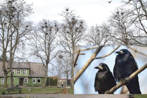 Lietuvius tenkina tik patogi gamta: iš miškelių išvaryti paukščiai sparčiai naikinami ir miestuose