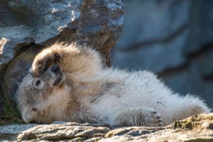 Milijonui augalų ir gyvūnų rūšių gresia išnykimas