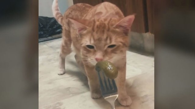 Katė tapo interneto žvaigžde – jos neįprasta reakcija į maistą juokina tūkstančius