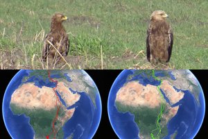 Iš Zimbabvės į Kaišiadoris: žiemą atskirai praleidusi erelių šeima susitiko Lietuvoje 