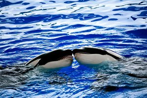 Kodėl orkos yra mamyčiukai?