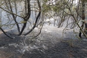 Miško gaisravietėse miškininkai ir ugniagesiai budi ir naktimis