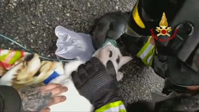 Kiekviena gyvybė svarbi: gaisrininkai su deguonies kaukėmis gelbėjo kates