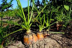 Pasinaudojau Angelės iš Valkininkų patarimu – morkos nei kirmijo, nei šakojosi