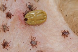 Šie simptomai byloja, kad jūsų augintiniui įkando užkrėsta erkė