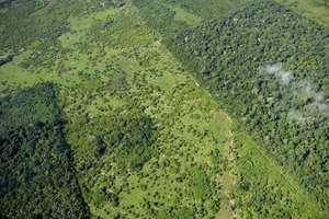 Brazilijoje dėl nelegalaus Amazonijos miškų kirtimo areštuota 19 žmonių