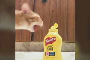 Neįprasta katės reakcija į maistą prajuokino tūkstančius