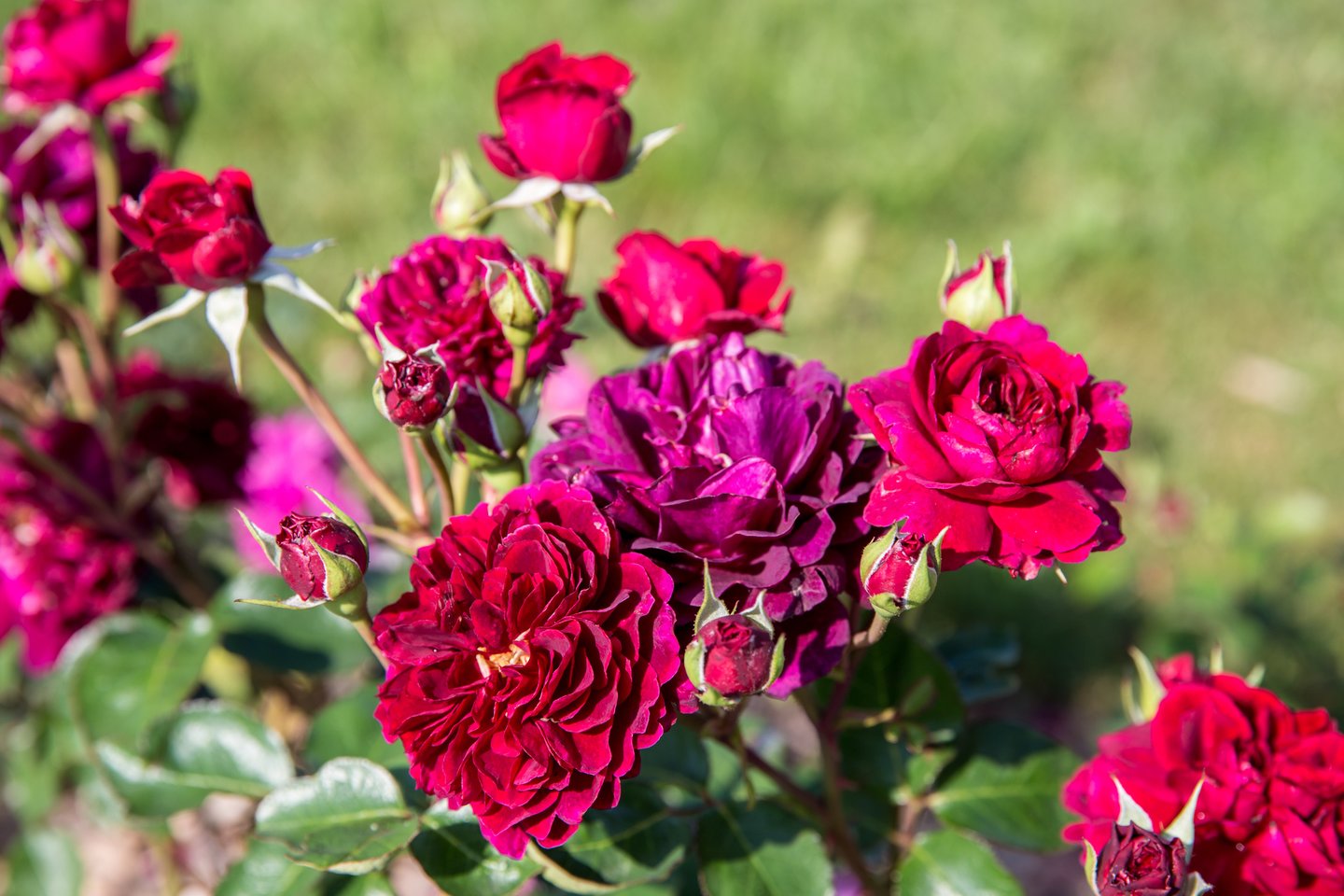 Nepaprastai ištvermingos, atsparios šalčiui rožės.<br>123 rf nuotr.