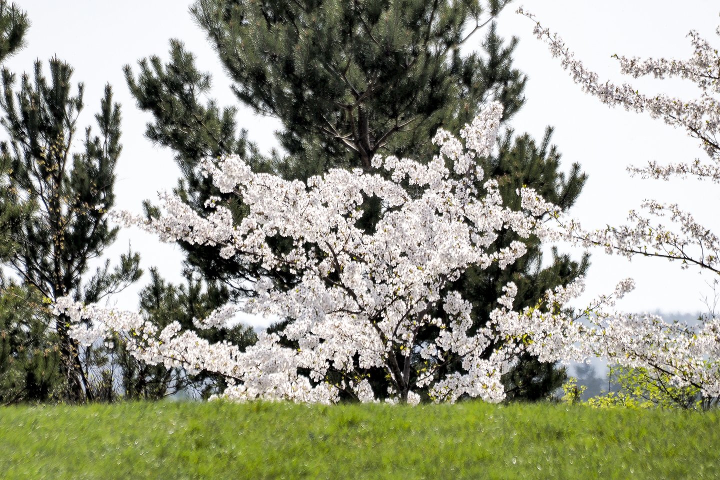 Didžiausiame japoniškame sode Europoje – pražydę žiedai.<br>V.Ščiavinsko nuotr.