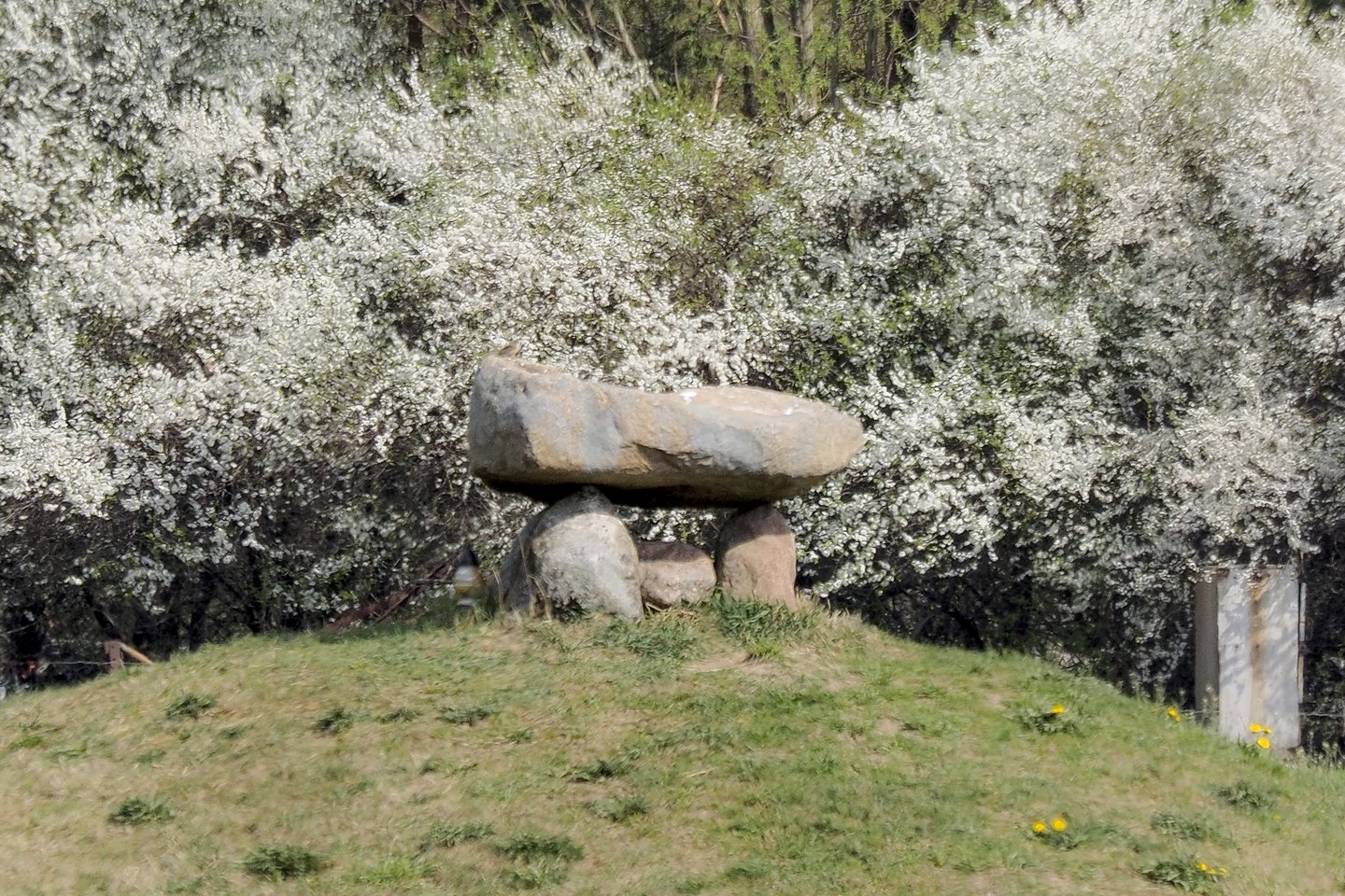 Didžiausiame japoniškame sode Europoje – pražydę žiedai.<br>V.Ščiavinsko nuotr.