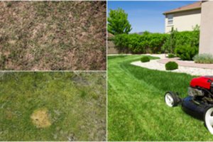 Linos patarimai norintiems atnaujinti veją: įmanoma išgelbėti bet kurią, ir štai įrodymai