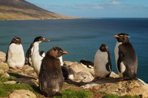 Antarktidos imperatoriškuosius pingvinus ištiko „katastrofinė“ veisimosi nesėkmė