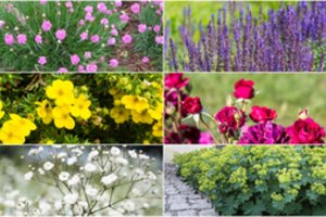 10 daugiamečių gėlių: jomis beveik nereikia rūpintis, o žydi visą vasarą