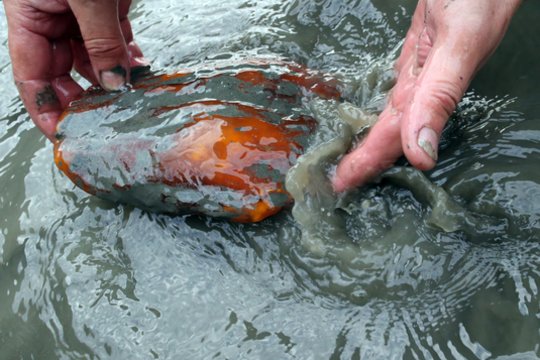 Netoli Nidos rado unikalų grynuolį – ieško jam naujo šeimininko