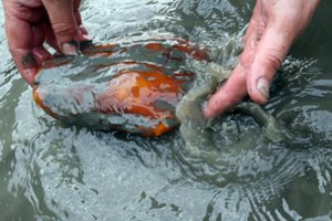 Netoli Nidos rado unikalų grynuolį – ieško jam naujo šeimininko