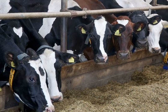 Į kampą įvaryti žemdirbiai ruošiasi teistis su valstybe