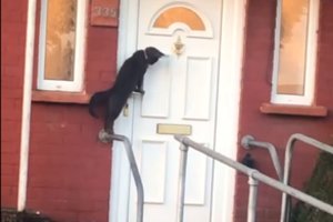 Katino elgesys prie durų pribloškė milijonus: to dar nesate matę