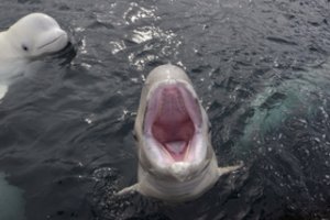 Prie Norvegijos pastebėtas baltasis delfinas su rusiškais diržais sukėlė įtarimų