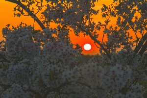Anomalų balandžio karštį keis normalūs gegužės orai: pasiruoškite šalčio sugrįžimui