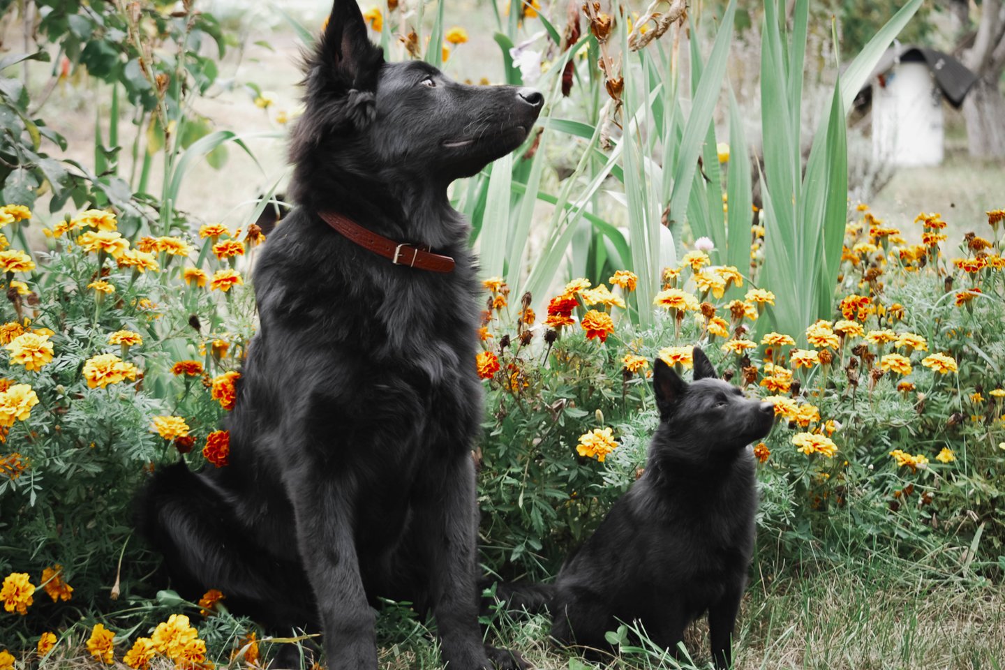 Šiperkas.<br> 123rf nuotr.