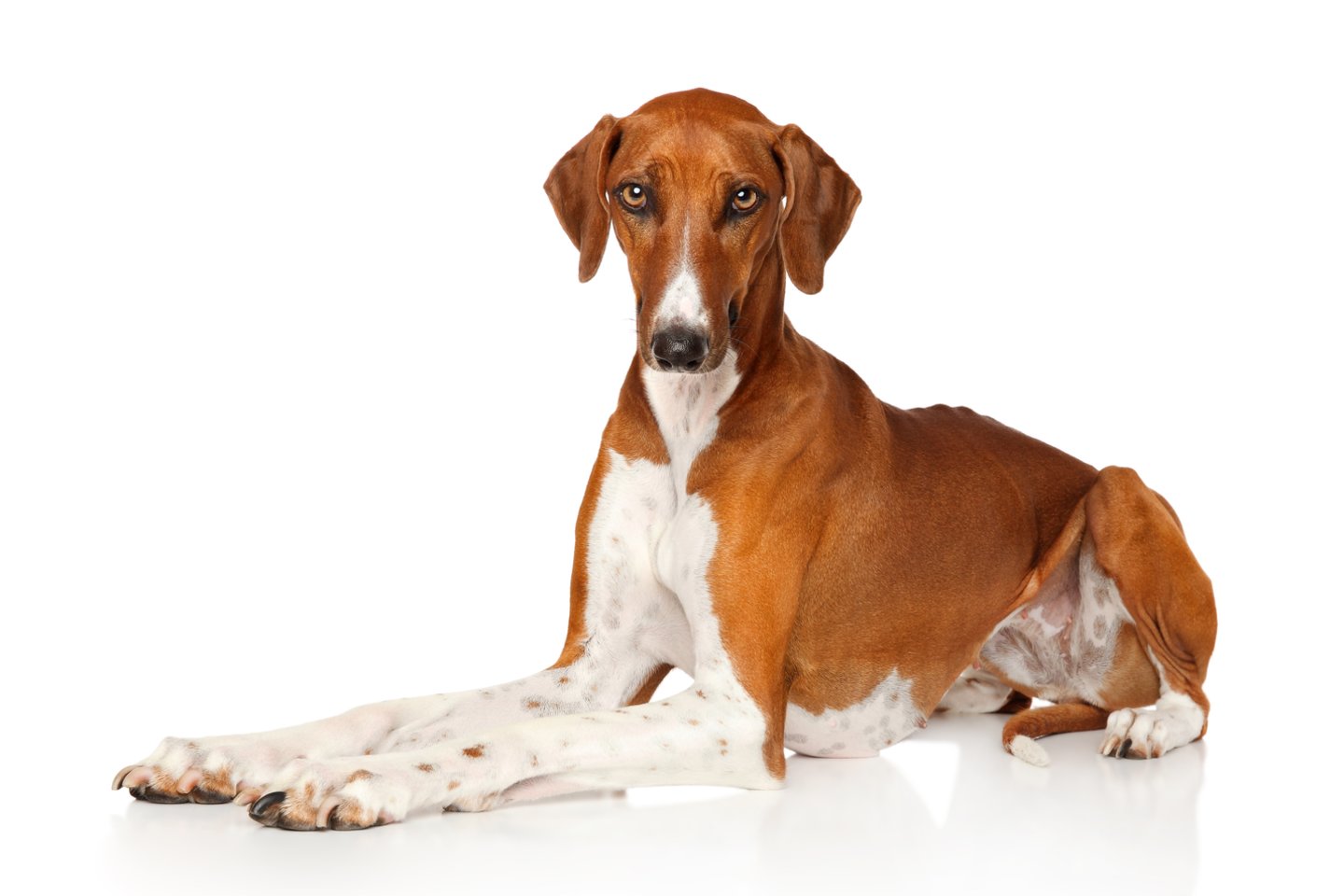 Azavakas.<br> 123rf nuotr.