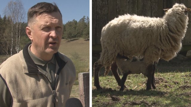 Šiaulių rajone ūkininkas neteko avių – jas išpjovė ne vilkai