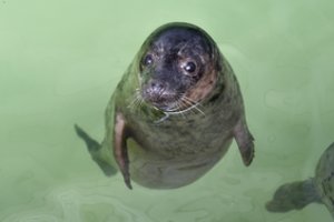 Baltijos jūra į krantą vienas po kito išmetė 12 ruoniukų 