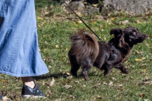 Šuns savininkė paaiškino, kodėl nerenka jo išmatų: „Geriau mokėsiu baudą“