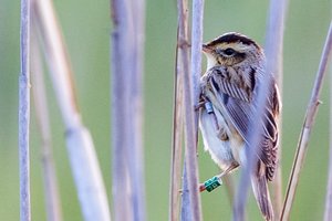 Lietuvoje po perkėlimo proceso pirmą kartą pastebėtas itin retas paukštis