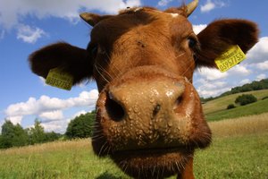 Apie pieną, karves ir jų augintojus – skaičiais