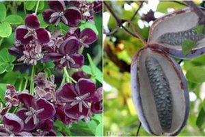 Jūsų puošniam kiemui –  ypatingas „šokoladinis“ vijoklis