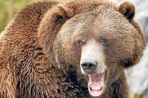 Biržų rajone pastebėtas meškiukas