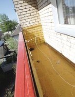 Balandžio šeimos tragedija balkone: kol motina kabojo virvėje, iš bado žuvo jaunikliai