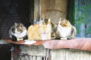 Vyriausybė nori atsikratyti laukinių kačių: ėmėsi neįtikėtinų priemonių