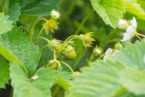 Jei graužikas nukando braškių žiedus – uogų nebus