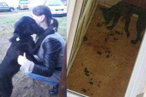Paaiškėjo balkone įkalinto ir savo išmatas ėdusio šuns ir jo savininkės likimas