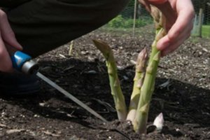 Smidrai jūsų darže – užsiauginsite visi,  tai taip paprasta, kad nepavykti tiesiog negali