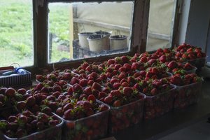 Jau prekiauja lietuviškomis braškėmis: ūkininkai kainą vadina kosmine