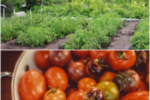 Efektyvias, tačiau brangias trąšas daržininkai rado kuo pakeisti – neatsidžiaugia derliumi