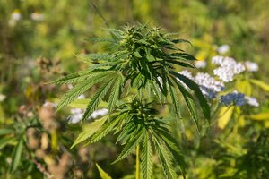 Pluoštinės kanapės Lietuvoje – tradicijos tampa inovatyviais produktais