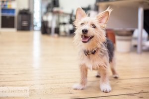 Pamestinukė tapo vieno Kauno universiteto pažiba