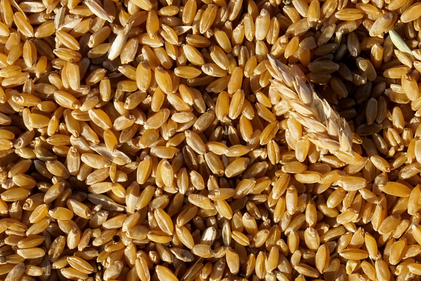 „Agro platforma“ savo internetiniame puslapyje teigia esanti platforma, ūkininkams užtikrinanti sąžiningą, inovatyvų ir efektyvų grūdų prekybos metodą.